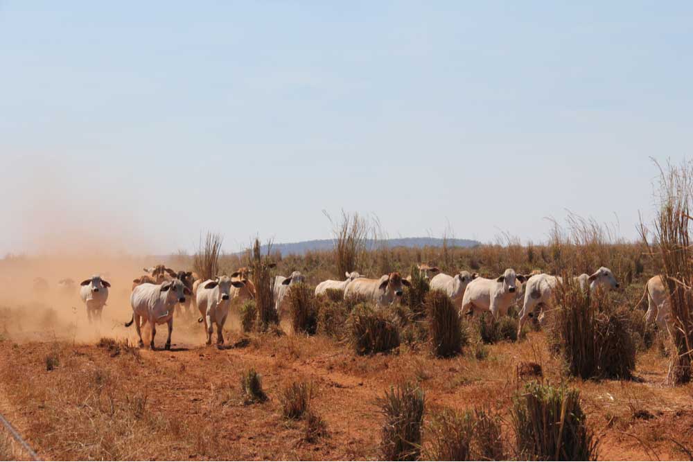Cows grazing NT